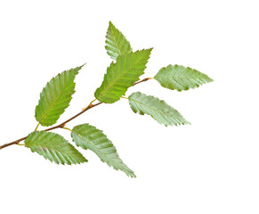 Tree branch isolated on white background
