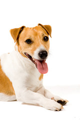 Portrait of an Adorable Jack Russell Terrier Isolated on a White