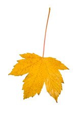 Buntes Laub im Herbst