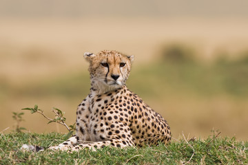 Blicke vom Gepard