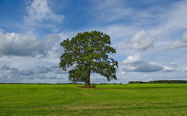 Fototapeta na wymiar Lonely tree.