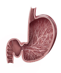 Magen im Querschnitt