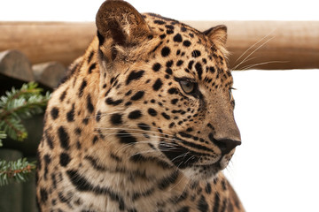 Head of an Amur Leopard