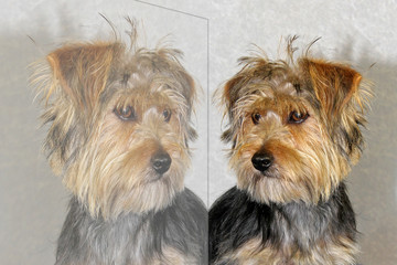 Hund mit Spiegelbild