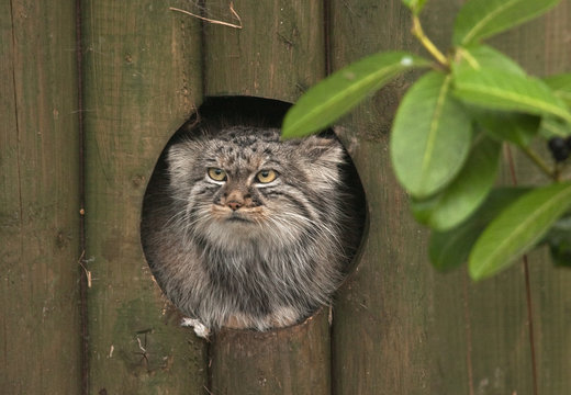 Pallas cat peeping from wooden fence