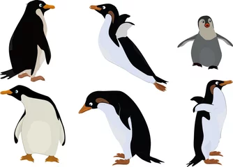 Wandaufkleber group of penguins © liusa