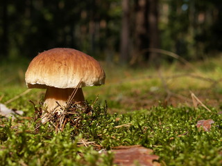 Boletus (Boletus edulis), Poland