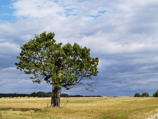 Fototapeta na wymiar Tree, photo was taken in Poland