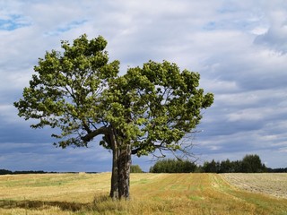 Fototapeta na wymiar Beautiful Tree, photo was taken in Poland