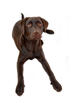 labrador marrone