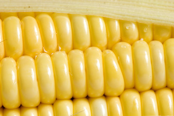maize-close up