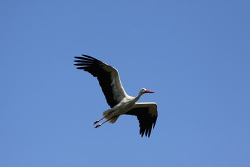 Fliegender Weißstorch
