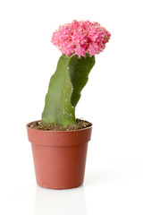 Young cactus