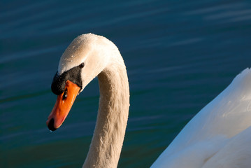 cygne