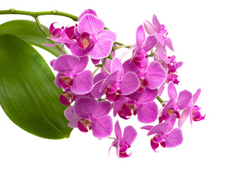 pink orchid phalaenopsis