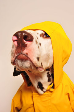 Hund im Regenmantel