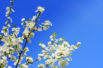 Apple tree flowers on blue sky