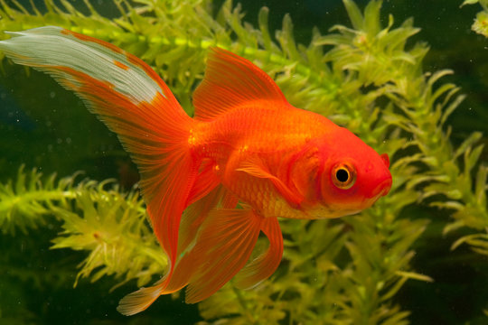 Goldfisch