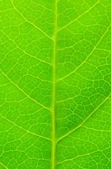 Very extreme close up of green leave