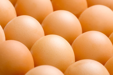 Chicken egg background