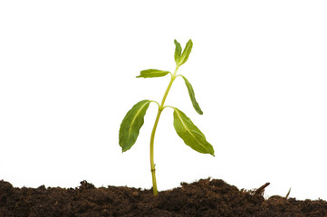 Seedlings isolated on the white background