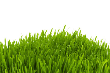 Green glass isolated on the white background