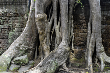 Angkor / Ta Prohm-Temple