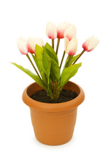 Pot with tuplis isolated on white