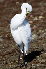 Preening Egret