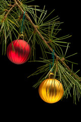 Red  and golden baubles on pine branch