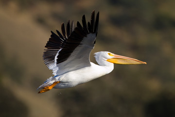 Fototapeta premium Pelican Close Up
