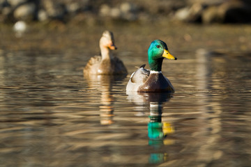 Mallard Ducks