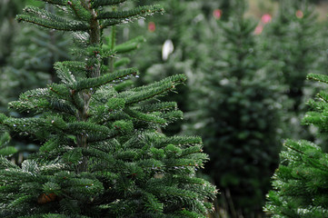 Christmas tree farm - 18280432