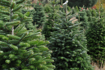 Naklejka premium Christmas tree farm
