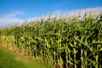 cornfield and sky - 18281246