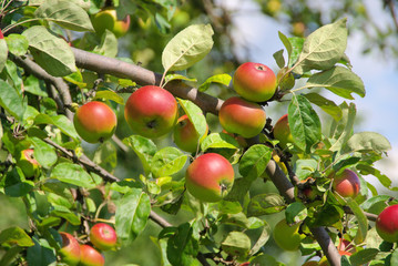 Apfel am Baum - apple on tree 89