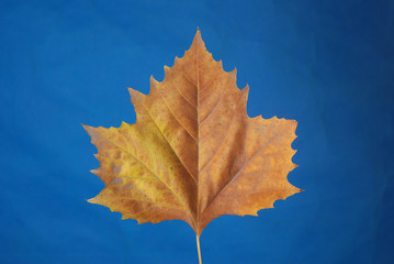 leaves