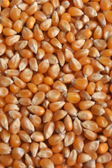 some organic corn to use as background