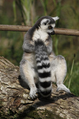 Katta