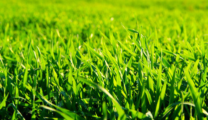 green grass