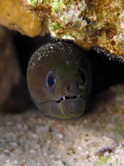 Undulated Moray
