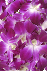 Macro of bloom orchid