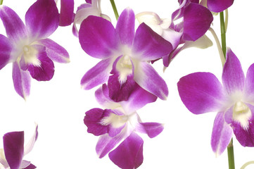 Fototapeta na wymiar pink bloom orchids