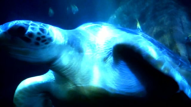 Unterwasserwelt Schildkr&ouml;te