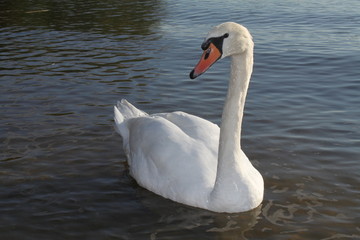 Schwan im See