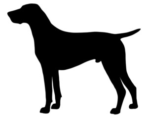Schwarze Silhouette von einem Deutsch Kurzhaar