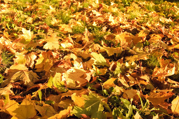 autumn fallen leaves background
