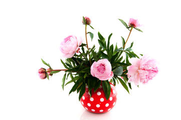 Common Peony