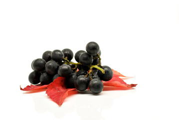 Blue grapes on red leaves