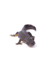 Brown newt